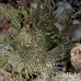 rhinopias_lacy_crci_mb_h_0033_png1816.jpg